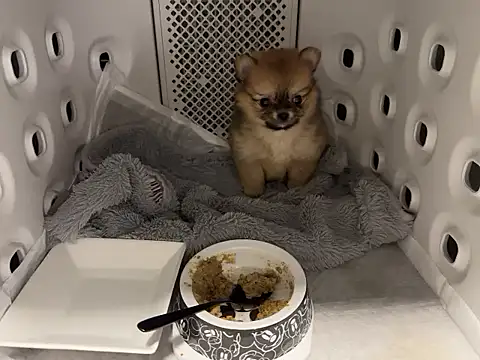 Snapshot of kensnb chatting on December 2, 2025, 7:37 pm kensnb online show from December 2, 2025, 7:37 pm