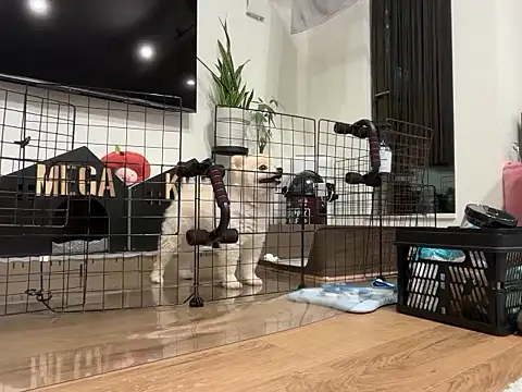 Snapshot of kensnb chatting on November 28, 2025, 8:14 am kensnb online show from November 28, 2025, 8:14 am