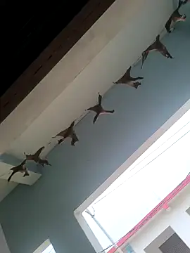 rana9639 1 online show from February 27, 2025, 4:46 am