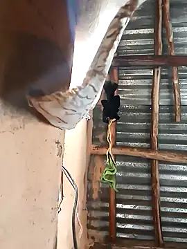 Snapshot of BIGBLACKCOOCK24- chatting on March 5, 2025, 6:01 am BIGBLACKCOOCK24- online show from March 5, 2025, 6:01 am