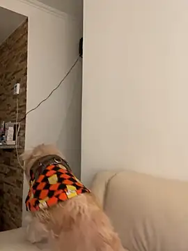 Im Valen Cute online show from October 1, 2025, 8:13 pm