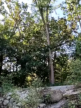 Snapshot of birdg chatting on September 30, 2025, 3:51 pm birdg online show from September 30, 2025, 3:51 pm