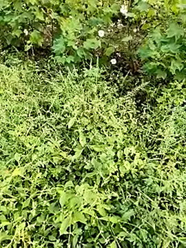 Snapshot of himvilohi08 chatting on October 23, 2025, 11:42 am himvilohi08 online show from October 23, 2025, 11:42 am