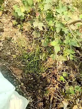 himvilohi08 online show from February 5, 2026, 4:41 am