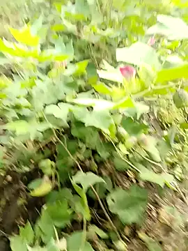 Snapshot of himvilohi08 chatting on October 16, 2025, 3:37 am himvilohi08 online show from October 16, 2025, 3:37 am