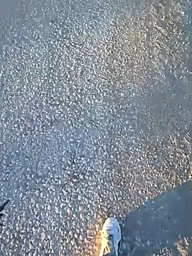 Thunderbolt121 online show from March 10, 2026, 4:49 am