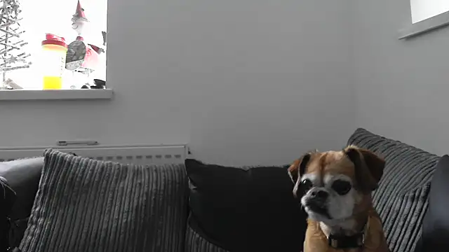 Snapshot of Sizzling_Indie36 chatting on November 26, 2025, 12:38 pm Sizzling Indie36 online show from November 26, 2025, 12:38 pm