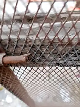 Hema0Hema online show from February 22, 2026, 6:09 pm