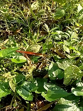 Rajat129 online show from January 17, 2026, 4:27 am