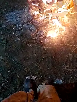 Snapshot of ParousFlow chatting on April 15, 2026, 3:23 am ParousFlow online show from April 15, 2026, 3:23 am