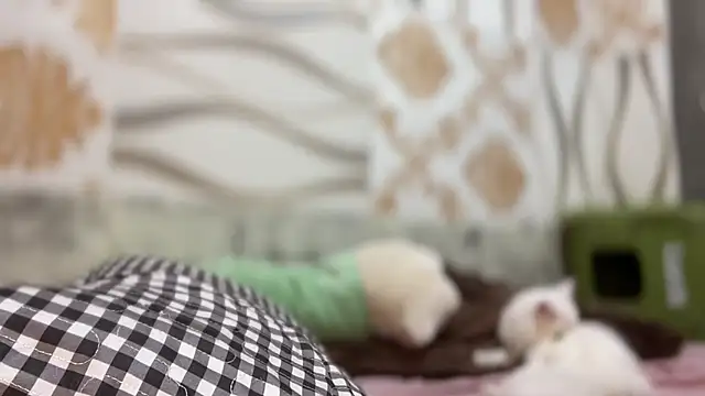 Yourbaby angelx online show from March 3, 2026, 4:47 pm