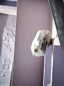 ruhistrip1265 online show from December 17, 2025, 6:51 am