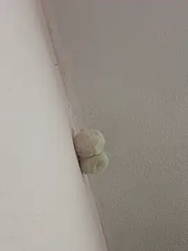 saranghae  online show from February 28, 2026, 3:39 am