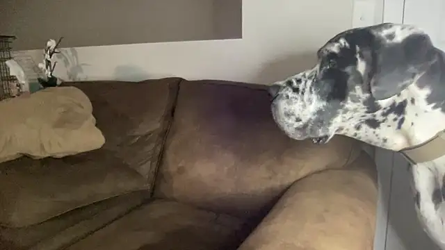 bambifarrina online show from September 14, 2025, 5:08 am