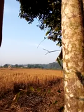 Snapshot of Johlrd chatting on November 30, 2025, 1:50 am Johlrd online show from November 30, 2025, 1:50 am