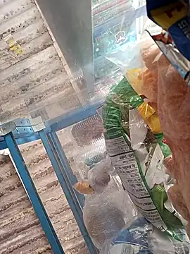 Snapshot of Lorenasex chatting on November 15, 2025, 12:09 pm Lorenasex online show from November 15, 2025, 12:09 pm