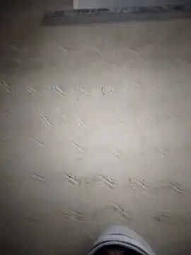 Desiandaj online show from November 24, 2025, 5:13 pm