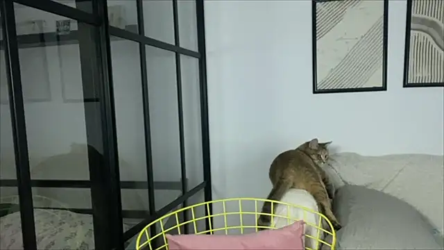 Snapshot of WonderMira chatting on November 14, 2025, 11:14 am WonderMira online show from November 14, 2025, 11:14 am