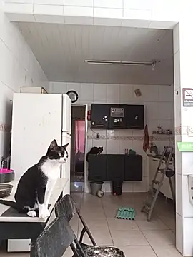 dinho carioca online show from February 13, 2026, 12:16 pm