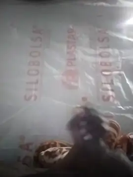 Kaygsy online show from December 17, 2025, 6:57 pm