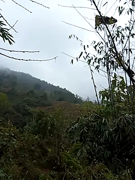 bonnie-00 online show from January 7, 2026, 2:49 am