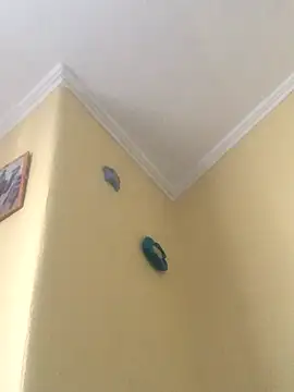 Snapshot of tiago1981pt chatting on September 21, 2025, 2:33 pm tiago1981pt online show from September 21, 2025, 2:33 pm