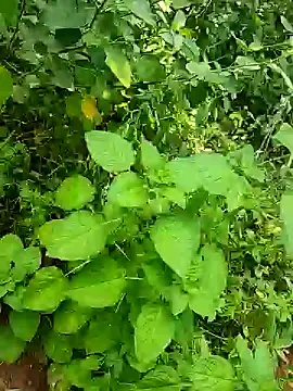 telugumodda4396 online show from October 25, 2025, 5:50 am