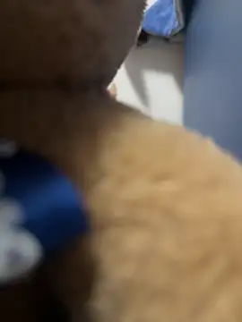 Snapshot of Italianofirenze chatting on October 5, 2025, 2:08 pm Italianofirenze online show from October 5, 2025, 2:08 pm