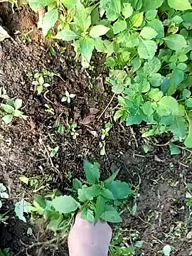 Fish yellow online show from December 14, 2025, 9:48 am