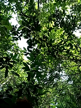 Snapshot of Bear_bear0 chatting on October 28, 2025, 1:50 am Bear bear0 online show from October 28, 2025, 1:50 am