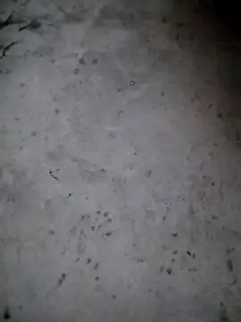 Snapshot of rickkis2k chatting on January 15, 2026, 9:40 pm rickkis2k online show from January 15, 2026, 9:40 pm