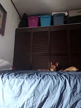 elargon dawn online show from November 20, 2025, 3:51 am