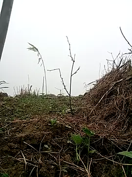 Phoena-a online show from April 18, 2026, 1:19 am