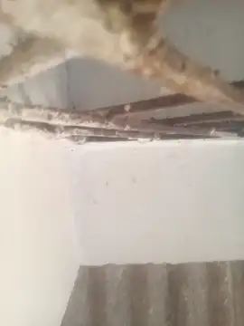 Pallu Asha online show from March 17, 2026, 1:30 am