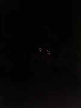 Snapshot of bruno_324278 chatting on May 28, 2026, 2:52 am bruno 324278 online show from May 28, 2026, 2:52 am