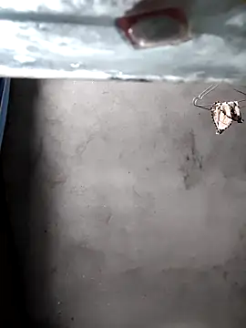 Snapshot of gigo-ulala chatting on December 16, 2025, 1:37 pm gigo-ulala online show from December 16, 2025, 1:37 pm