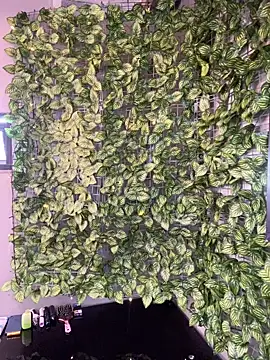 MarvinandtheBbys online show from February 26, 2026, 7:36 pm