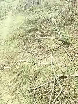 Sheela Sex90 online show from April 19, 2026, 6:58 am