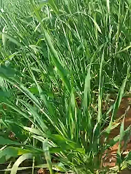 Kirti sexy online show from January 15, 2026, 9:23 am