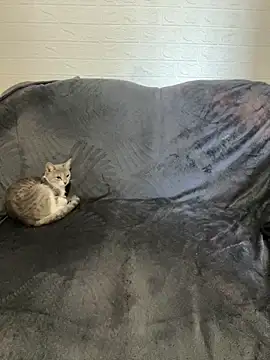 AlisRoxy online show from February 22, 2026, 6:16 am