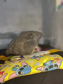 Iam AlexandraRey online show from February 3, 2026, 7:13 am