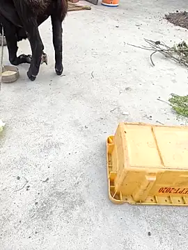 rubitrides11 online show from February 7, 2026, 11:29 am