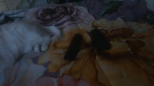 luanahot1 online show from March 31, 2026, 7:43 am