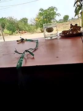 Chandu1245 online show from April 11, 2026, 8:07 am