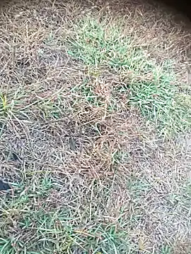 Ambala1 online show from April 21, 2026, 1:18 am