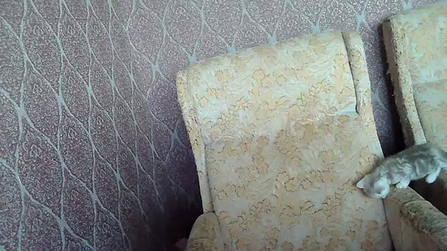 DollyGersonn online show from April 15, 2026, 4:40 am