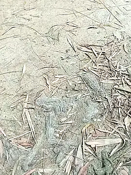 EdenJuniper online show from May 6, 2026, 5:00 am