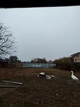 sarpe4 online show from November 2, 2025, 6:40 am