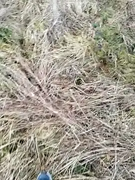 Muzz 2020 online show from March 17, 2025, 7:13 am