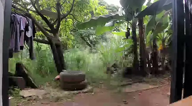 venusandzeusxh online show from December 5, 2024, 5:23 pm